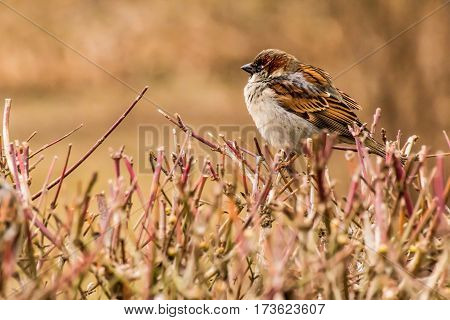 House sparrow (Passer domesticus) is a bird of the sparrow family Passeridae, found in most parts of the world.