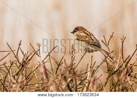 House sparrow (Passer domesticus) is a bird of the sparrow family Passeridae, found in most parts of the world.