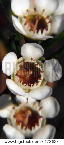Blomster - Geraldton voks