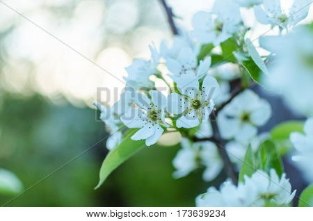 Blossom of the cherry tree as the sign of spring time. Nature background. Selective focus.
