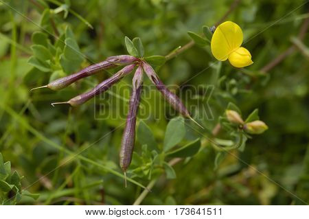 Common Bird's-foot Trefoil