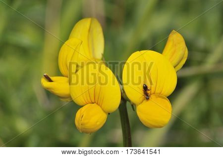 Common Bird's-foot Trefoil