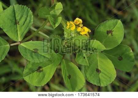 Spotted Medick