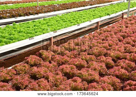 hydroponic plants in vegetable garden farm greenhouse of hydroponic. Green oak and red oak lettuces leafs in organic farm plants growing in the water without soil.  