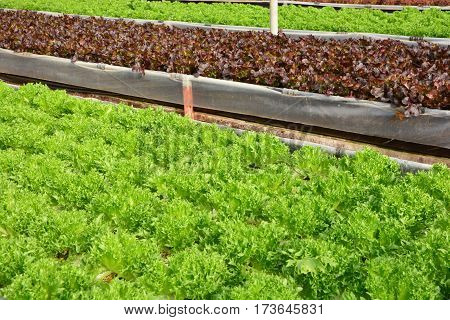 hydroponic plants in vegetable garden farm greenhouse of hydroponic. Green oak and red oak lettuces leafs in organic farm plants growing in the water without soil.  