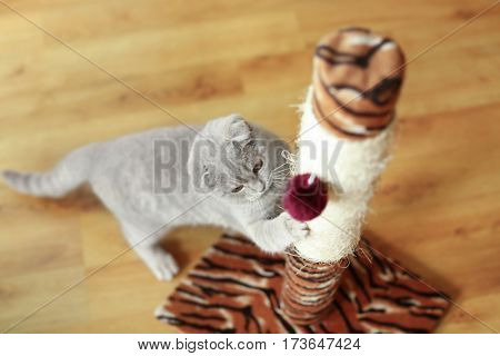 Cute cat sharpening claws on scratching post