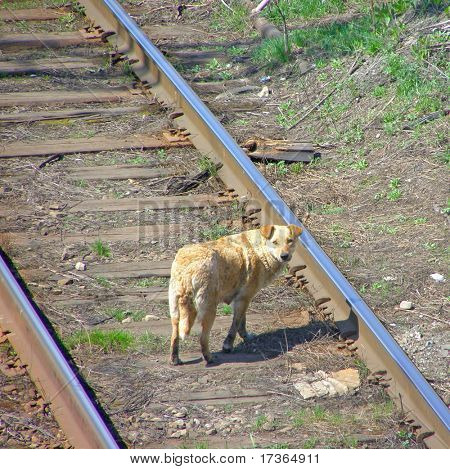 Yalnız üzücü evsiz kırmızı köpek pistlerde terk.