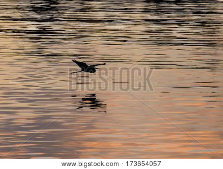 Silhouette of a heron in flight in the morning light over the Loxahatchee River in Florida, with its rippled reflection