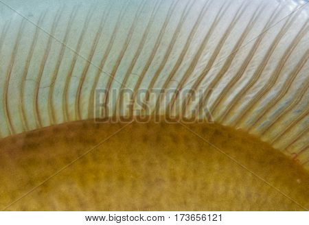 Blurred background bokeh wallpaper creatures with fins like fish.