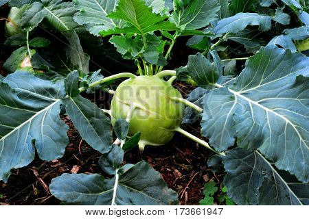 Kohlrabi Turnip Rooted Cabbage, Kohlrabi (Turnip Cabbage, Turnip-rooted Cabbage)