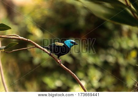 Blue Necked Tanager Scientifically Known As Tangara Cyanicoilis