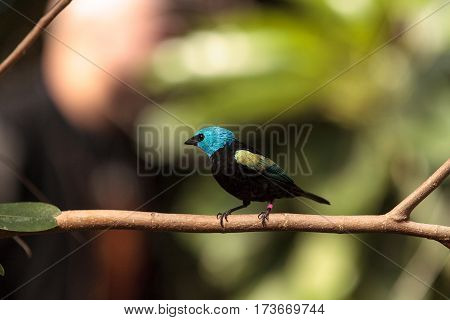 Blue Necked Tanager Scientifically Known As Tangara Cyanicoilis