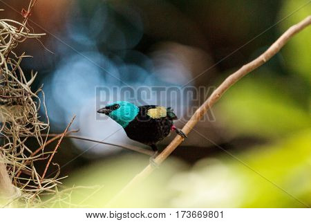 Blue Necked Tanager Scientifically Known As Tangara Cyanicoilis