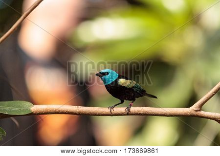 Blue Necked Tanager Scientifically Known As Tangara Cyanicoilis