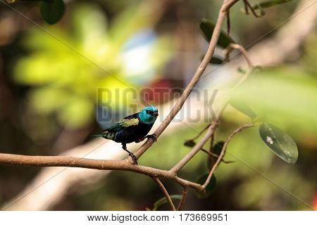 Blue Necked Tanager Scientifically Known As Tangara Cyanicoilis