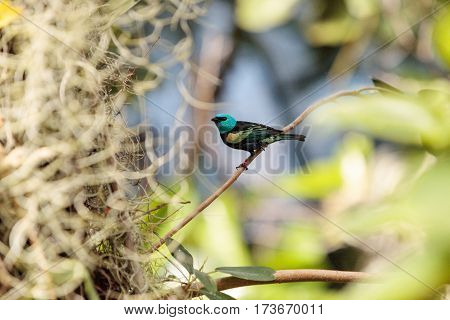 Blue Necked Tanager Scientifically Known As Tangara Cyanicoilis