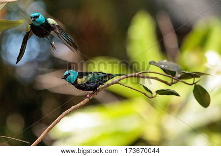 Blue Necked Tanager Scientifically Known As Tangara Cyanicoilis
