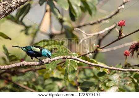 Blue Necked Tanager Scientifically Known As Tangara Cyanicoilis