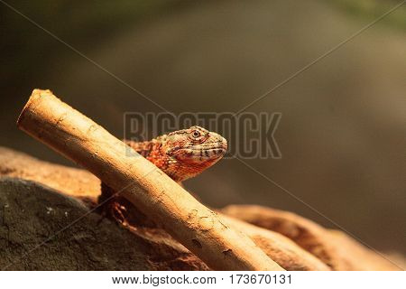 Chinese Crocodile Lizard Known As Shinisaurus Crocodilurus