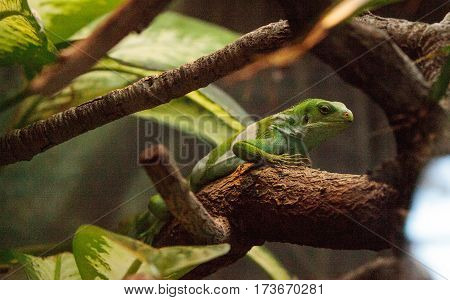 Figian banded iguana scientifically known as Brachylophus bulabula on a branch