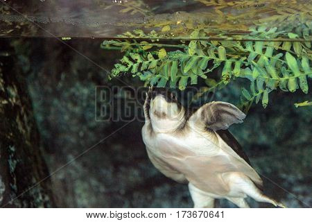 Fly River Turtle Known As Carettochelys Insculpta