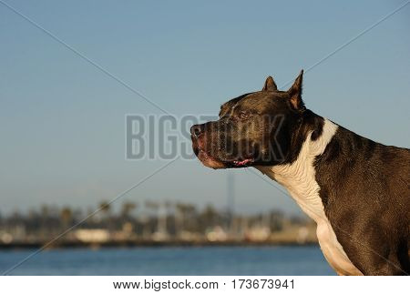 American Pit Bull Terrier dog with cropped ears outdoors