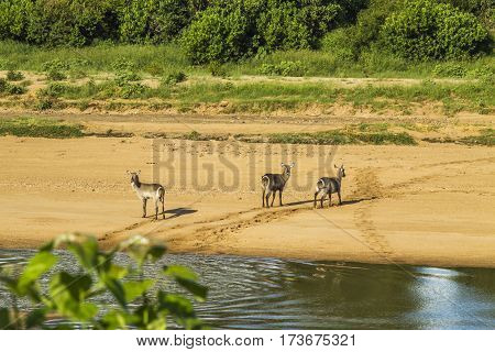 group of waterbucks in the riverbank in Kruger Park, South Africa