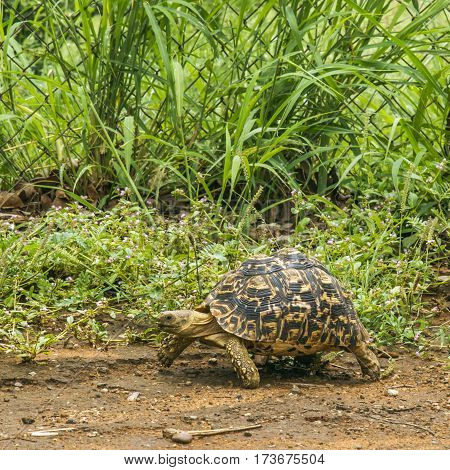 leopard tortoise walking in savannah in Kruger Park, South Africa