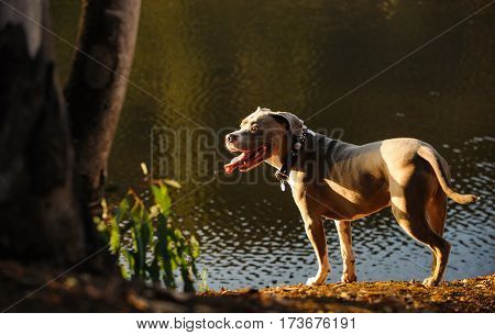 American Pit Bull Terrier dog outdoors by pond shore