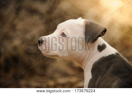American Pit Bull Terrier puppy dog with heart shaped mark on shoulder