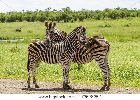 wild zebras in a green savannah, in Kruger Park, South Africa