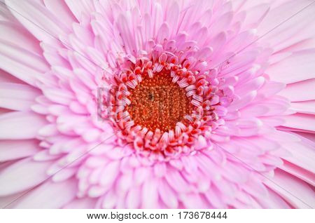Closeup surface pink chrysanthemun flower textured background