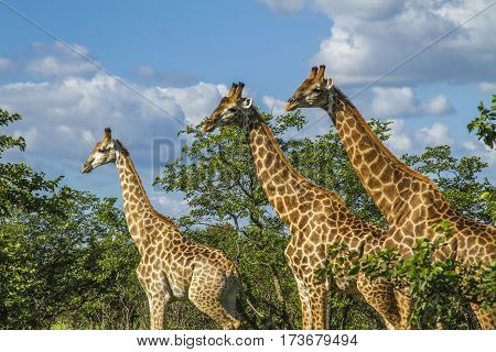 wild giraffes in a green savannah, in Kruger park, South Africa