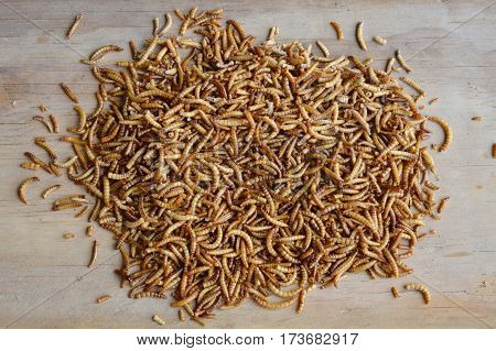 dry worm for feeding rodent and bird with lizard on wooden board