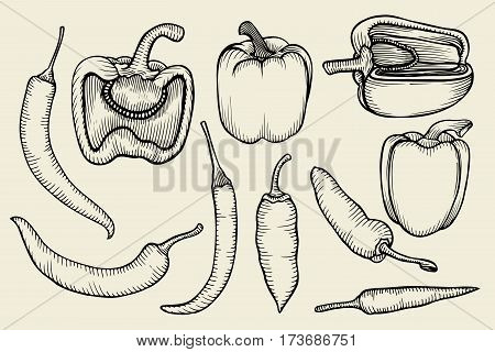 Hand drawn sketch collection of different types of pepper. Bell sweet pepper. Fresh vegetables set isolated on beige background.