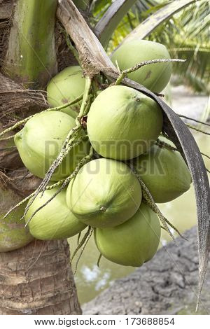 Sweet Coconut Tree