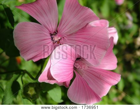 Two Pink Malva Flowers