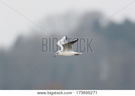 portrait of natural common black-headed gull ( Larus ridibundus) in flight
