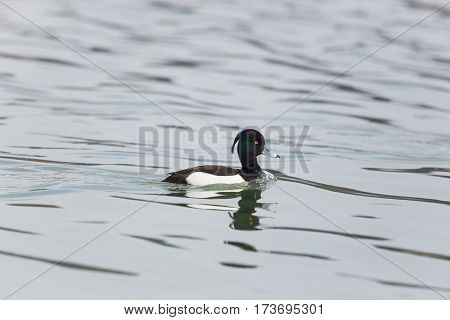 portrait of one natural male tufted duck (Aythya fuligula) while swimming