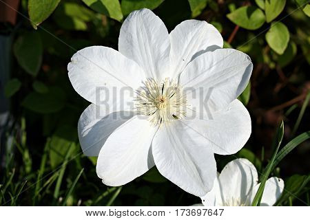 Clematis 'guernsey Cream'