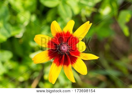 bright yellow flower with maroon red heart on a warm summer day in the garden close-up