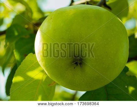 ripe juicy bright green apple ripening on the tree in the garden at a short distance