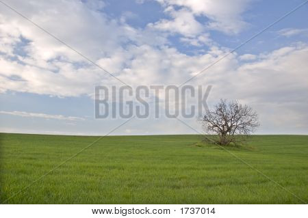  Fa zöld mezőn