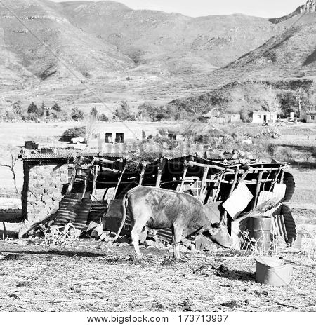 In Lesotho     Street Village