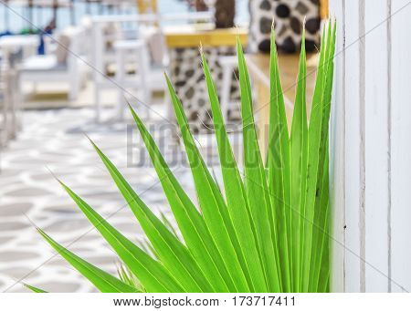Beach bar close with green reed close up