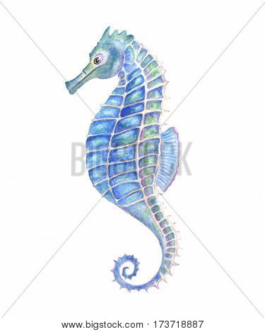 Watercolor seahorse aquarelle illustration. Watercolor blue sea-horse.