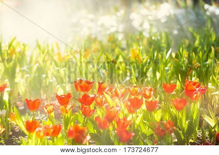 Beautiful Red tulips flower field in the morning