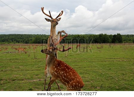 Two reared deer withe big antlers fighting