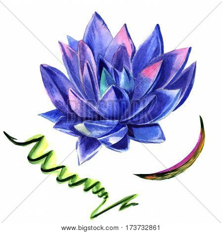 Wildflower succulentus flower in a watercolor style isolated. Full name of the plant: succulentus. Aquarelle wild flower for background, texture, wrapper pattern, frame or border.