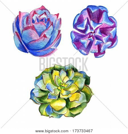 Wildflower succulentus flower in a watercolor style isolated. Full name of the plant: succulentus. Aquarelle wild flower for background, texture, wrapper pattern, frame or border.